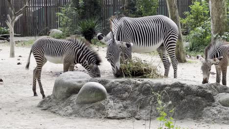 Small-dazzle-of-herbivore-grevy's-zebra,-equus-grevyi-feeding-on-hays-and-grass-at-an-enclosed-sanctuary-at-Singapore-safari-zoo,-mandai-reserves