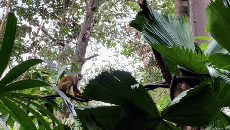 Smart-little-squirrel-monkey-with-long-tail-wondering-around-in-tropical-environment-surrounded-by-trees-and-plantations-at-Singapore-river-wonders,-safari-zoo,-mandai-wildlife-reserves