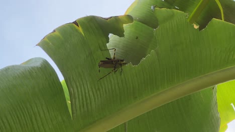 Life-of-bugs,-two-javanese-grasshoppers,-valanga-nigricornis-mating-on-a-broken-banana-leaf-on-a-beautiful-summer-day-with-leaves-swaying-in-the-breezy-wind,-spotted-at-Malaysia-southeast-Asia