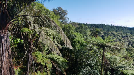 Hermoso-Panorama-Del-Denso-Bosque-Verde-Del-Parque-Nacional-De-Waimangu-En-Nueva-Zelanda-En-Verano