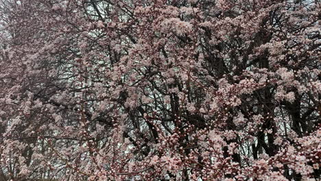 Flores-De-Cerezo-De-Primavera-Meciéndose-Con-El-Viento-En-Europa