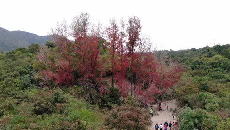 Impresionante-Follaje-De-Un-Solo-árbol-Rojo-Rodeado-De-Una-Exuberante-Naturaleza-Verde,-Vista-Aérea