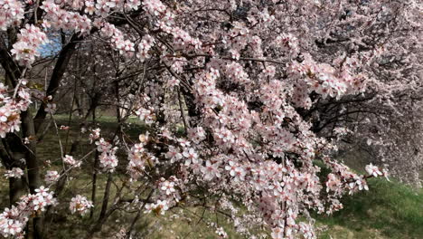 Full-blooming-of-cherry-flowers-in-a-sunny-spring-day