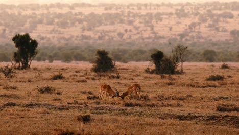 Zwei-Afrikanische-Männliche-Impala-Antilopen-Kämpfen-Mit-Ihren-Geweihen-Und-Stoßen-Ihre-Köpfe-Zusammen,-Indem-Sie-Sich-Gegenseitig-In-Der-Savanne-In-Kenia-Hin-Und-Her-Schieben
