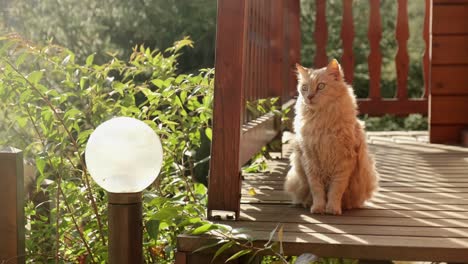 Beautiful-ginger-cat-standing-on-a-cabin-deck-with-luscious-bushes