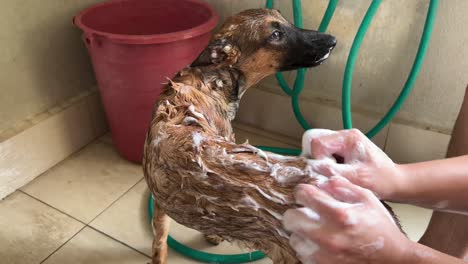 Small-young-belgian-shepherd-having-a-shower-by-its-owner,-giving-a-good-clean-with-bubbles-and-gentle-scratch-all-over-its-body