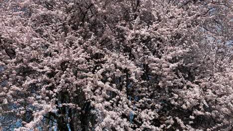 Kirschblüten-Fallen-In-Ungarn