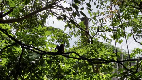 Silhouette-of-a-little-squirrel-monkey-scratching-its-butt-in-the-middle-of-the-vine-and-walk-away-under-beautiful-rainforest-canopy-at-Singapore-river-wonders,-safari-zoo,-mandai-wildlife-reserves