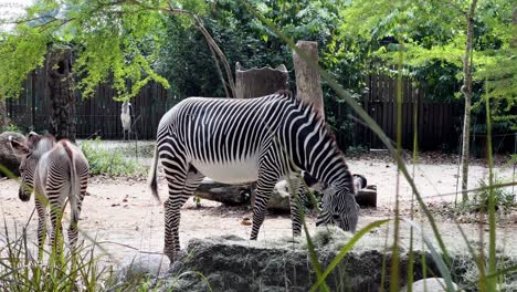 Pflanzenfresser-Grevy-Zebra,-Equus-Grevyi