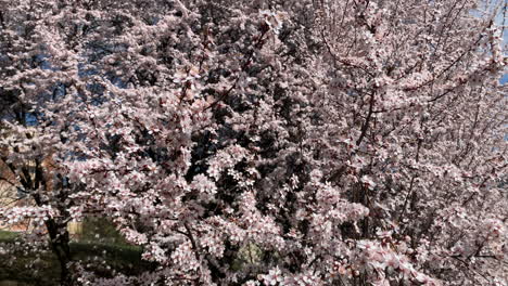 Die-Beste-Kirschblüte-In-Ungarn