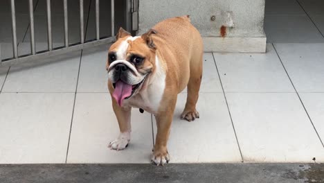Young-female-english-bulldog,-looking-into-the-camera,-sticking-its-tongue-out-and-breathing-heavily,-waiting-to-be-release-out-from-its-house-and-play