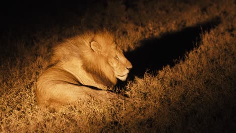 A-male-African-lions-lays-in-a-Kenyan-savannah-field---illuminated-by-car-lights-at-night