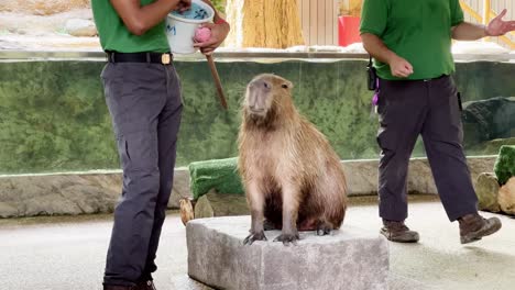Capybara,-hydrochoerus-hydrochaeris-continuously-munching-on-the-stage-with-its-trainers-next-to-it-at-the-show-of-once-upon-a-river-at-Singapore-river-wonders,-safari-zoo,-mandai-wildlife-reserves