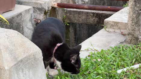 Cute-little-neighbourhood-cat-hiding-and-chilling-around-the-drain-area-while-someone-approached-and-it-walks