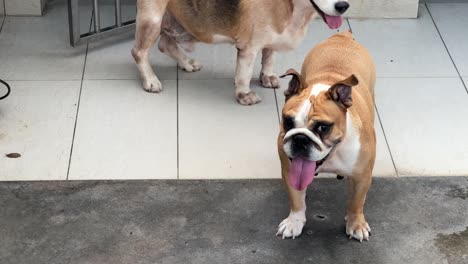 Young-english-bulldog-sticking-its-tongue-out-wanting-to-play,-with-old-beagle-walking-around-in-their-space,-adorable-home-companions
