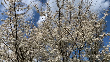 Cherry-blossoms-against-clear-blue-sky-in-europe