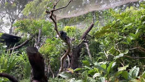 Static-shot-of-a-tame-trumpeter-hornbill-with-black-plumage-and-large-distinctive-beak,-perching-on-tree-branch-curiously-looking-at-the-surroundings-at-an-enclosed-natural-zoo-at-daytime