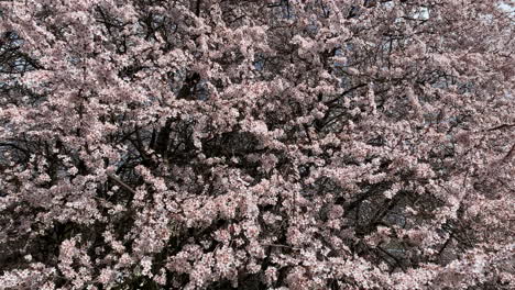 The-cherry-blossom-in-Tokyo