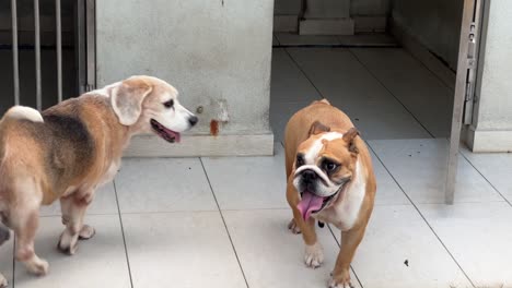 Cute-english-bulldog-laying-down-on-the-ground,-laze-around-and-suddenly-stand-up-and-looking-into-the-camera-with-an-old-beagle-wondering-around-in-their-living-compound