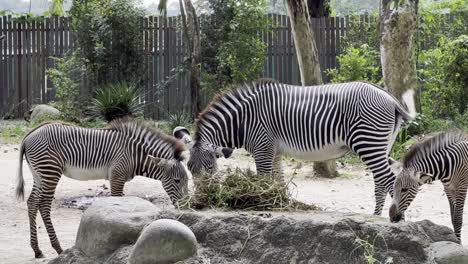 Two-herbivore-grevy's-zebra,-equus-grevyi-feeding-on-hays-and-grass-at-an-enclosed-sanctuary-at-Singapore-safari-zoo,-mandai-reserves,-wildlife-close-up-shot