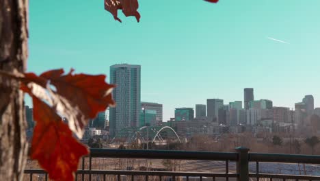 Gorgeous-dolly-camera-shot-from-behind-a-tree-reveals-the-beautiful-Denver-Colorado-skyscraper-cityscape-skyline