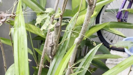 Exotic-master-of-disguise-chameleon-oriental-garden-lizard,-calotes-versicolor,-changing-its-color-and-camouflage-itself-on-the-branch-surrounded-by-home-garden-plantations,-handheld-pan-shot