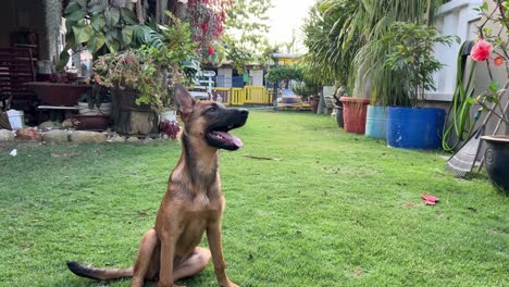 Energetic-young-and-focus-purebred-belgian-shepherd-listening-to-the-commands-given-by-its-owner,-spinning-and-sitting-down,-dog-training-shot-at-the-yard