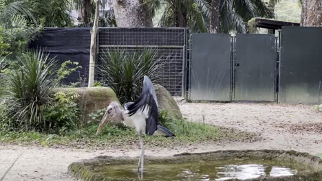 Injured-single-wing-marabou-stork-flapping-its-wing-and-walk-around-the-artificial-pond-at-enclosure-of-Singapore-safari-zoo,-mandai-wildlife-reserves