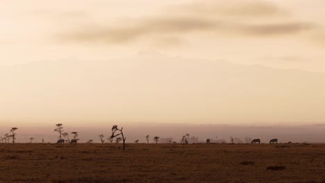 Weitwinkelaufnahme-Einer-Herde-Afrikanischer-Zebras,-Die-Durch-Die-Savanne-In-Kenia-Laufen,-Während-Das-Morgenlicht-Ihre-Körper-Gegen-Den-Majestätischen-Himmel-Einrahmt