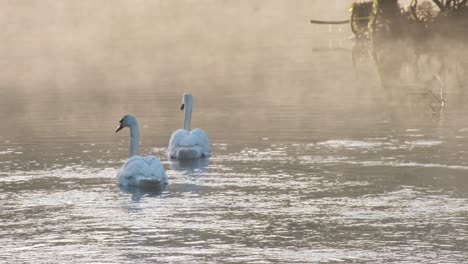 Early-morning-mist-is-rising-above-water-surface-while-two-swans-swim-and-feed-in-Ireland