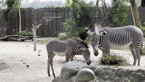 Two-grevy's-zebra-eating-on-dry-hays,-shaking-its-head-and-body-to-deter-the-annoying-horse-flies-at-Singapore-safari-zoo,-mandai-wildlife-reserves