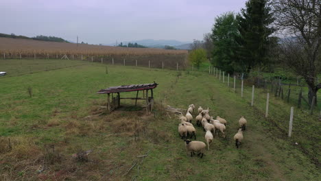 Sheep-herd-in-wheat-field