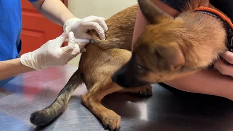 Junger-Belgischer-Schäferhund,-Der-Seine-Monatliche-Impfimpfung-In-Der-örtlichen-Tierklinik-Durch-Den-Professionellen-Tierarzt-Erhält