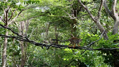 Lustiger-Kleiner-Totenkopfäffchen,-Der-Seinen-Körper-In-Der-Mitte-Der-Weinrebe-Kratzt-Und-Unter-Wunderschönem-Regenwalddach-Bei-Singapur-flusswundern,-Safari-zoo,-Mandai-wildreservaten-Weggeht