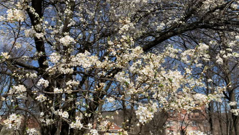 Sakura-Bäume-Mit-Rosa-Blühenden-Blumen
