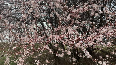 Spring-Cherry-blossoms-swaying-in-the-wind-in-hungary