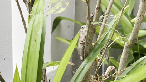 Slow-pan-shot-capturing-the-master-of-disguise-the-chameleon-oriential-garden-lizard,-calotes-versicolor-hiding-on-the-branch-surrounded-by-green-foliage-in-the-home-garden