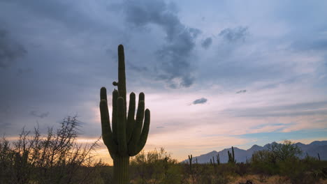 Timelapse-of-tall-saguaro-in-Arizona-desert-during-monsoon-season-with-lots-of-cloud-movement