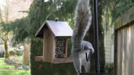 A-young-squirrel-steals-food-from-a-birdfeeder-in-the-backyard