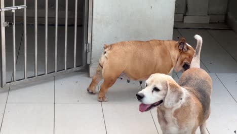 Doggy-lifestyle-shot-of-an-english-bulldog-stretching-at-the-back-with-old-beagle-wondering-around-at-their-compound-during-daytime