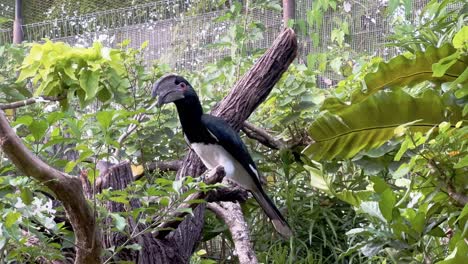 Trumpeter-hornbill,-bycanistes-bucinator-perched-on-tree-trunk,-wondering-its-surroundings-at-an-enclosed-environment-at-singapore-safari-zoo,-mandai-wildlife-reserves