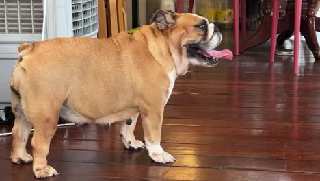 Cute-female-bulldog-sticking-its-tongue-out-and-breathing-heavily-and-rapidly-and-slowly-walk-away,-perfect-pet-companion