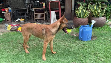 Domestic-belgian-shepherd-with-its-mouth-bite-on-a-tennis-ball,-wagging-its-tail-and-ready-to-play-at-the-backyard