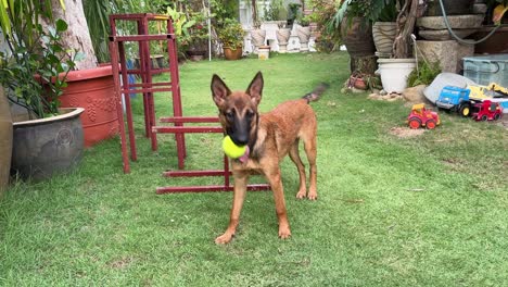 Smart-domestic-purebred-belgian-shepherd-with-its-mouth-bite-on-a-tennis-ball,-wagging-its-tail-and-ready-to-play-with-its-owner