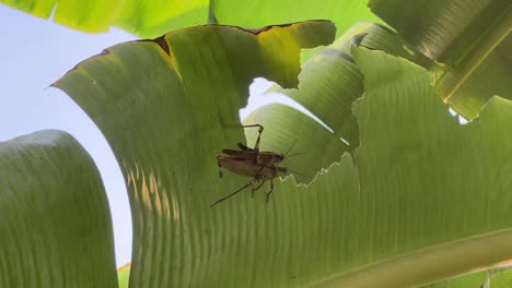 Cycle-of-life,-two-javanese-grasshoppers,-valanga-nigricornis-mating-on-a-broken-banana-leaf-on-a-beautiful-summer-day-with-leaves-swaying-in-the-breezy-wind,-spotted-at-Malaysia-southeast-Asia