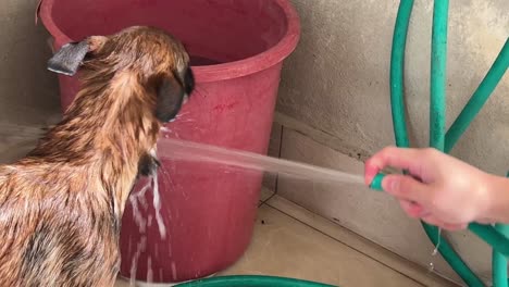 Belgian-shepherd-having-a-good-shower-by-its-owner,-spraying-water-all-over-its-body-to-wash-off-all-the-bubbles,-young-dog-shake-the-water-off-all-over-the-places