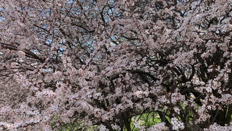Cherry-Blossoms-Blown-In-Wind