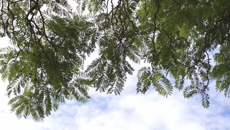 Looking-Up-On-Fern-Tree-With-Clouds-In-The-Blue-Sky-In-The-Background