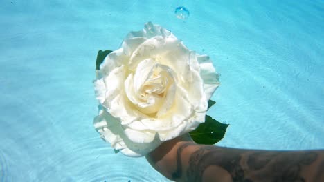 Slow-Motion-Underwater-Handheld-Shot-Of-White-Rose-With-Bubbles,-Summertime