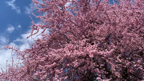 Frühlingsrosa-Kirschblüten-Mit-Blauem-Windigem-Himmel